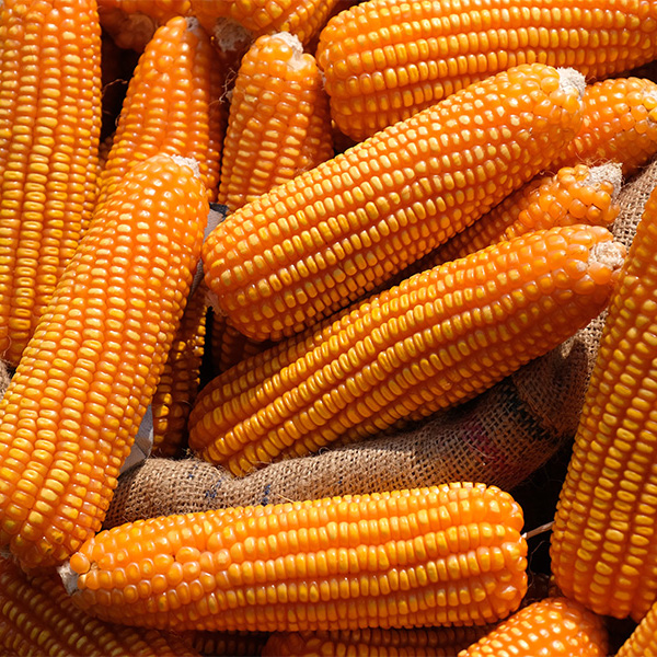 maize2