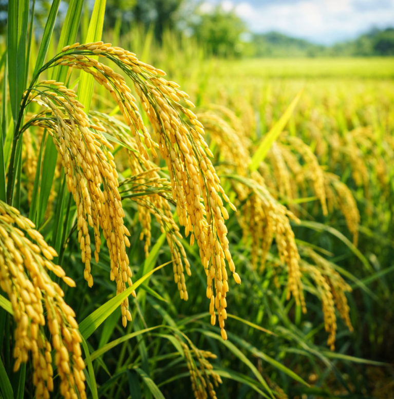 rice