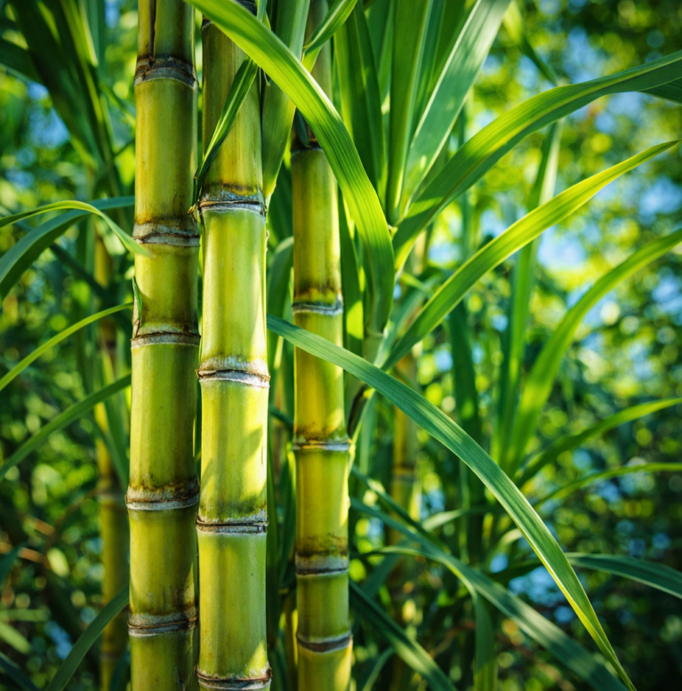 sugarcane