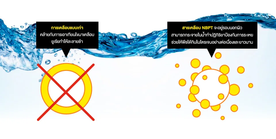 ภาพเปรียบเทียบการเคลือบปุ๋ยแบบเดิมกับสารเคลือบ NBPT ของพาริช ไนโตร
