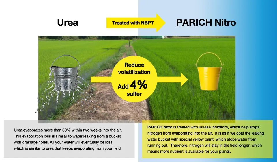 Urea compared with PARICH Nitro treated with NBPT to reduce volatilization and add 4% sulfur