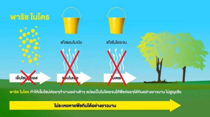 ภาพอธิบายพาริช ไนโตร ที่ช่วยลดการเปลี่ยนไนโตรเจนเป็นแก๊สแอมโมเนียและไนเตรต พืชจึงใช้ได้นานขึ้น