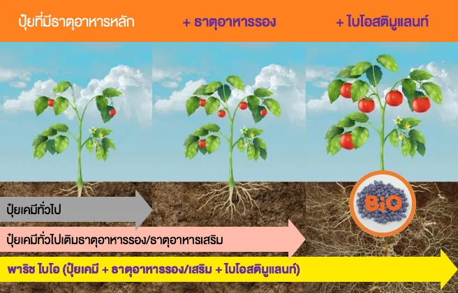 ภาพเปรียบเทียบปุ๋ยเคมีทั่วไป ปุ๋ยเคมีที่เติมธาตุอาหารรอง และพาริช ไบโอที่มีธาตุอาหารหลัก ธาตุอาหารรอง และไบโอสติมูแลนท์