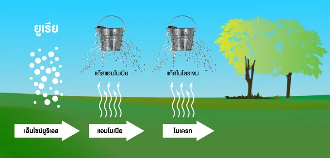 ภาพอธิบายยูเรียทั่วไปที่ไนโตรเจนระเหยไปเป็นแก๊สแอมโมเนียและไนเตรต